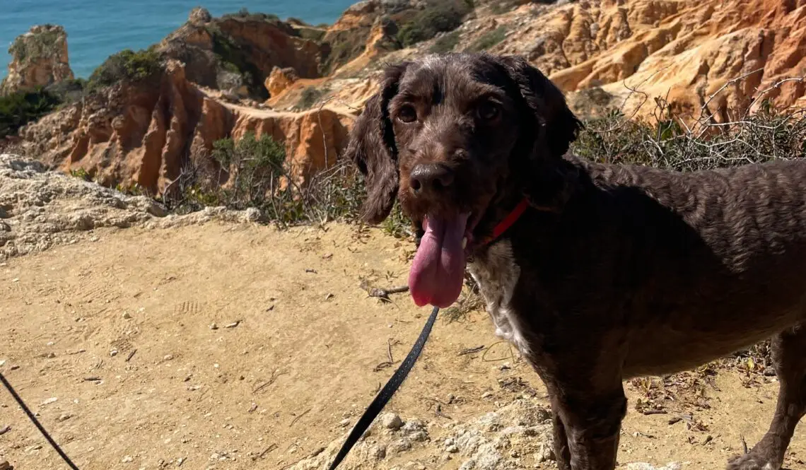Coco on a walk in Portugal, sunny Algave