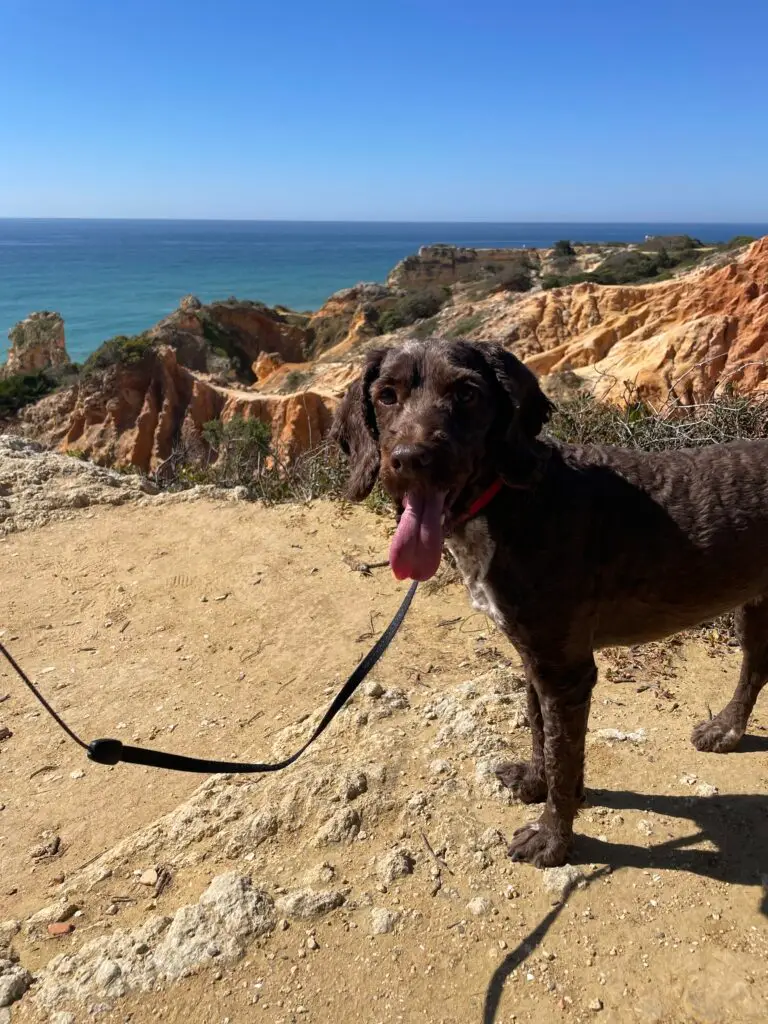 Coco on a walk in Portugal, sunny Algave