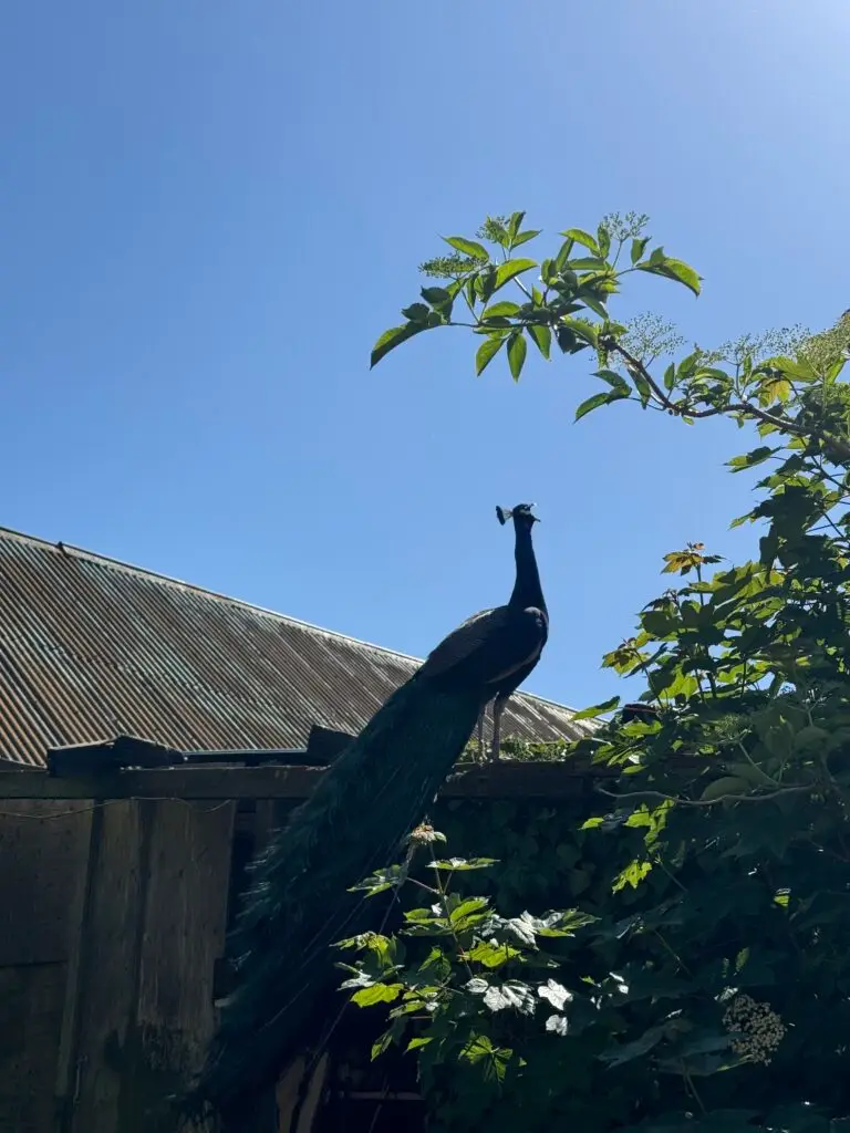 One of the noisy peacocks at Norden Farm.